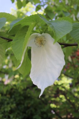 Davidia involucrata - davidie listenová - květ